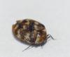 Anthrenus verbasci